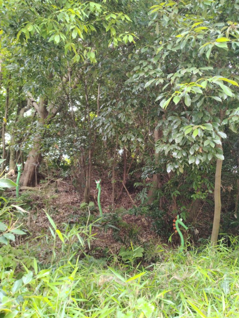 ドラえもんミュージアムのはらっぱに隠れたウマタケ