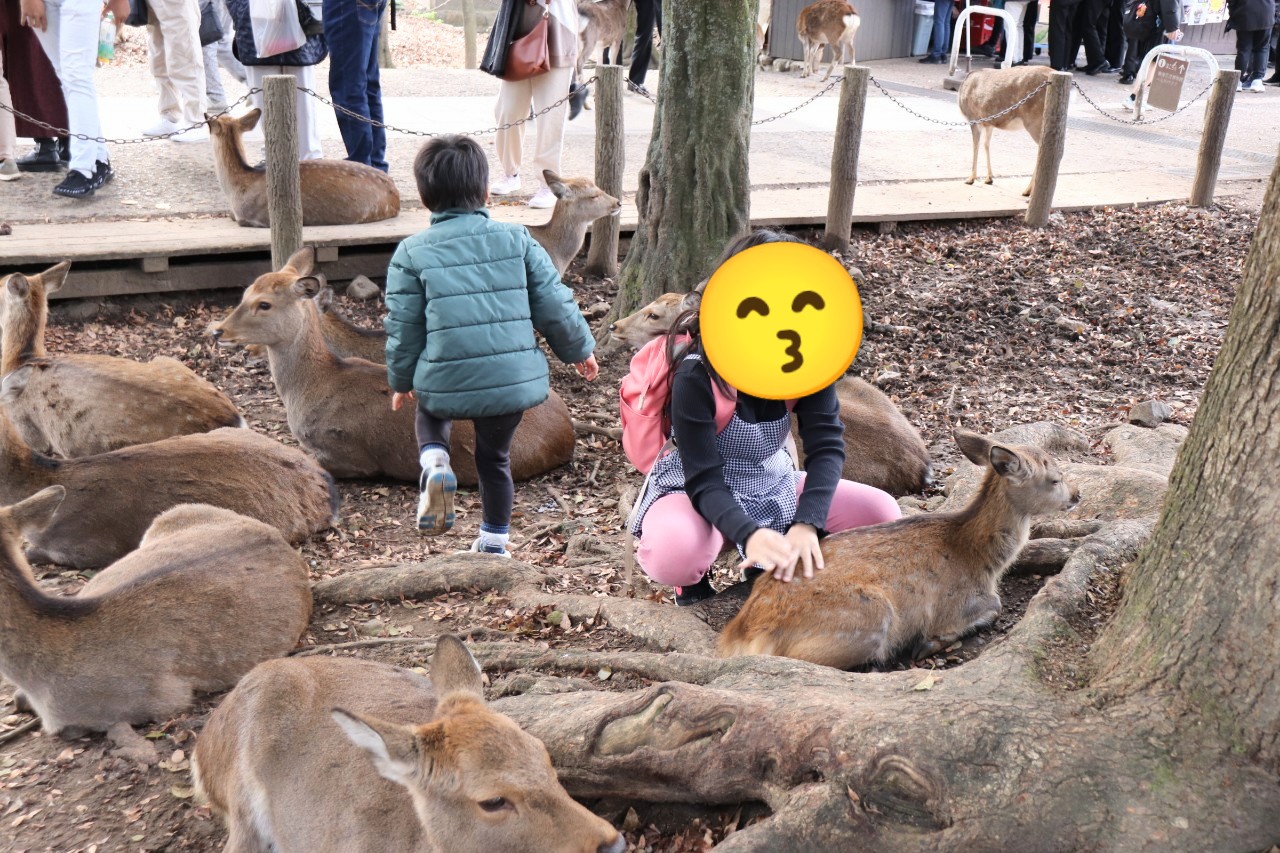奈良公園で鹿とふれあう姉弟